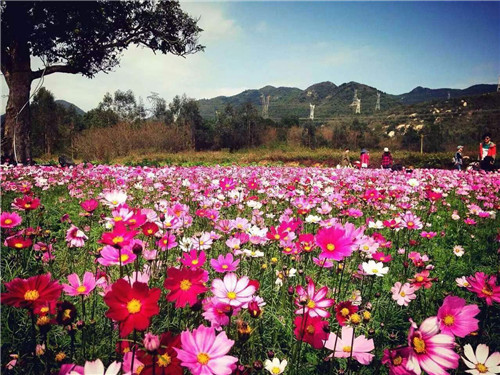 深圳哪里有花海农家乐_大鹏美丽乡村花海农家生态园 深圳哪里有花海农家乐_大鹏美丽乡村花海农家生态园